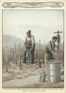 Phylloxera: WINE CULTIVATION ITALY