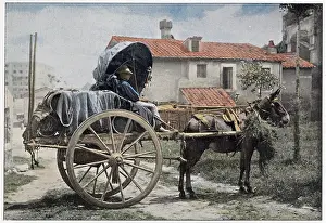Carthorse: WINE CULTIVATION ITALY