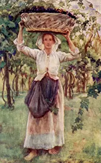 Toscana: WINE CULTIVATION ITALY