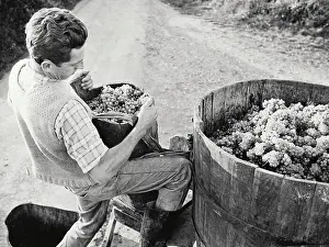 Vats: Wine grapes in vats after the wine harvest