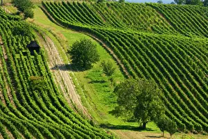 Winegrowing: Wine grapes - vineyard - Cejkovice - winegrowing