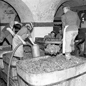 Valtice: Wine harvest