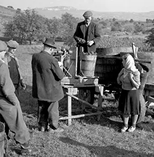 Valtice: Wine harvest