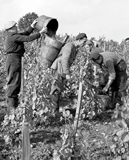 Valtice: Wine harvest