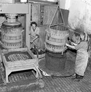 Valtice: Wine harvest