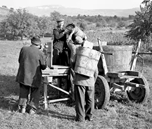 Valtice: Wine harvest
