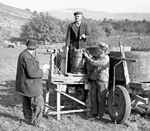 Valtice: Wine harvest