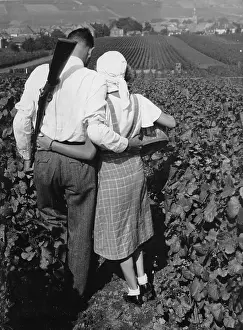 Mosel: Wine harvest in the Mosel region
