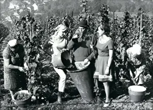Trier: Wine Queen of Trier in vineyard, Germany