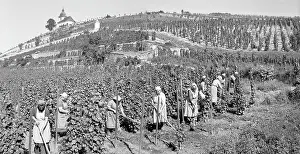 Winegrowing: Wine vine vineyard vinery winegrapes