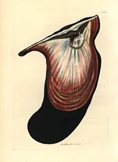 Hirundo: Wing oyster, Pteria hirundo