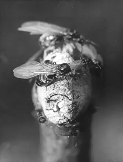 Ants: WINGED BROWN ANT
