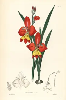 Gladiolus: Winged-flowered cornflag, Gladiolus alatus
