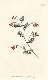 Pinnata: Winged mahernia, Mahernia pinnata