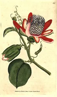 Passionflower: Winged passionflower, Passiflora alata