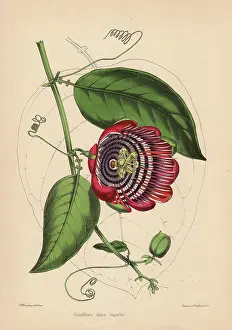 Passiflora: Winged-stem passion flower with crimson, purple