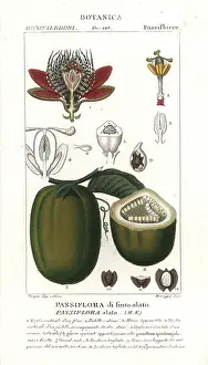 Devegni: Winged-stem passion flower, Passiflora alata, with fruit