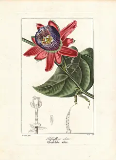 Bessa: Winged-stem passion flower, Passiflora alata