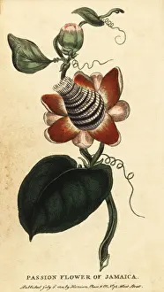 The Naturalists Pocket Magazine: Winged-stem passion flower, Passiflora elata