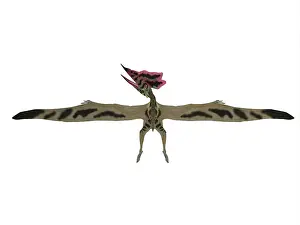 Thalassodromeus: Wingspan of a Thalassodromeus pterosaur