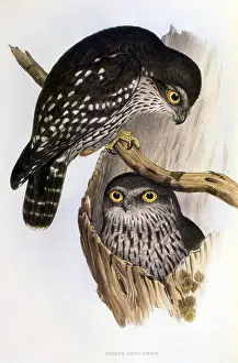 Winking: Winking Owl (Ninox connivens)