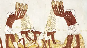 Thutmose: Winnowing of the grain in the threshing floor