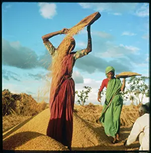 Mysore: WINNOWING RICE