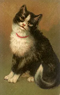 Haunches: Winsome Kitten