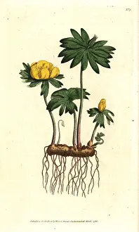 Aconite: Winter aconite, Eranthis hyemalis