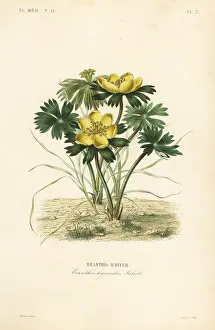 Aconite: Winter aconite, Eranthis hyemalis