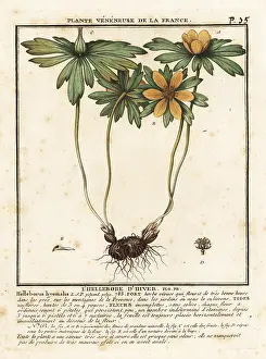 Plante Veneneuse De La France: Winter aconite, Eranthis hyemalis