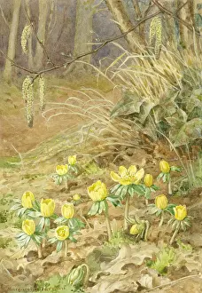 Aconite: Winter Aconite in woodland