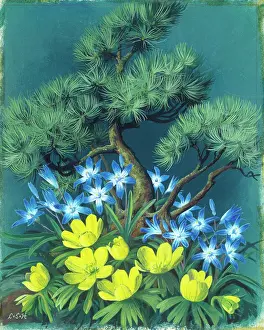 Haywood: Winter aconites, chionodoxa and bonsai tree