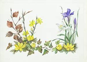 Jessamine: Winter aconites, Jessamine, beech leaves, snowdrops and iris