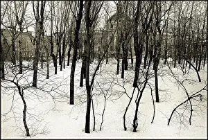 Muscovites: Winter birch trees, Moscow