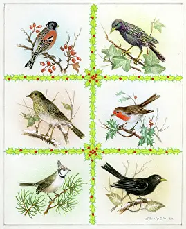 Ella: Six winter birds with holly