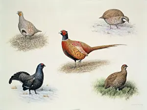 Turvey: Winter Birds multiple