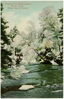 Overhanging: Winter in Bowring Park, St. John's, Newfoundland, Canada