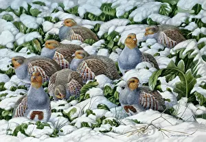 Partridges: Winter Covey ' partridges in the snow