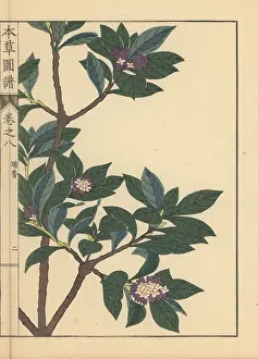 Color Printed: Winter daphne, Daphne odora Thunb