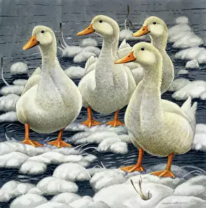 Binns: Winter Ducks ? four white ducks in snow