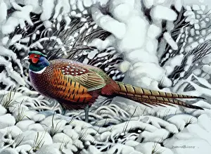 Binns: Winter Fantasy ' Pheasant in Snow