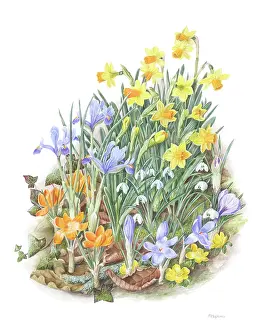Narcissi: Winter Flowers - Aconites, snowdrops etc