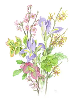 Hazel: Winter Flowers - Iris Stylosa, Witch Hazel etc