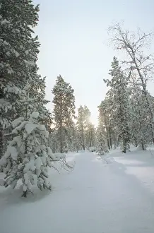Matytsin: Winter forest, 1994