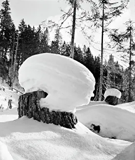 Stumps: Winter forest