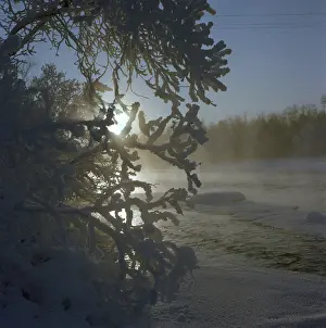 Ilyenko: Winter forest