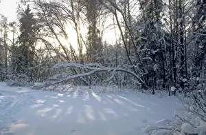 Patches: Winter forest in Moscow Region, 1995