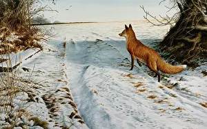 Parry: Winter Fox ' fox in snow-covered landscape