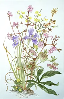 Jasminum: Winter Garden Collection ' Iris etc